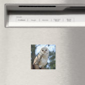 フクロウ鳥獣の羽自然平和ラブデスティニー マグネット (インサイチュ (食洗機))