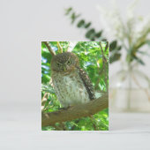 フクロウ鳥獣枝自然 ポストカード (スタンド正面)