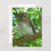 フクロウ鳥獣枝自然 ポストカード (正面/裏面)