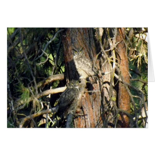 フクロウ (正面横)