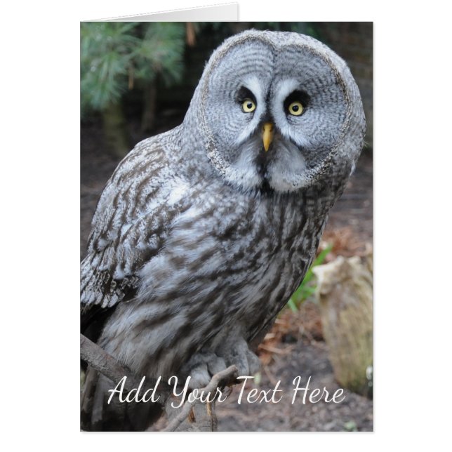 フクロウ (正面)