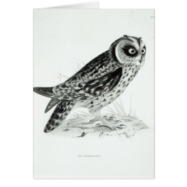 フクロウ (正面)