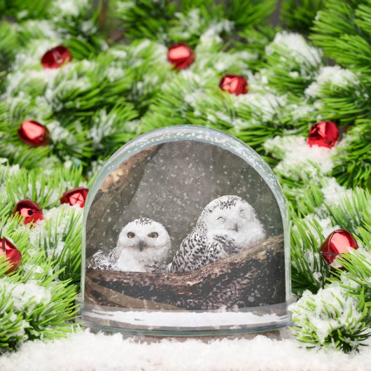 フクロウ2 (クリスマス)