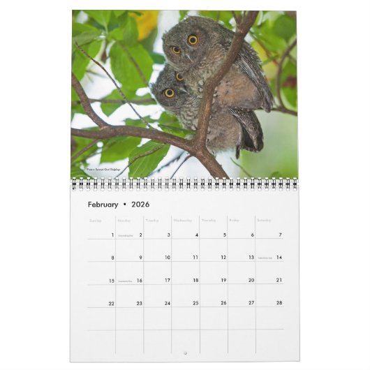 フクロウ2019年 カレンダー (2月 2026)