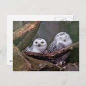 フクロウ2 ポストカード (正面/裏面)