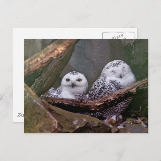 フクロウ2 ポストカード (正面/裏面)