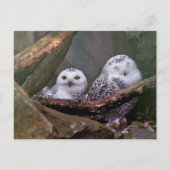 フクロウ2 ポストカード (正面)
