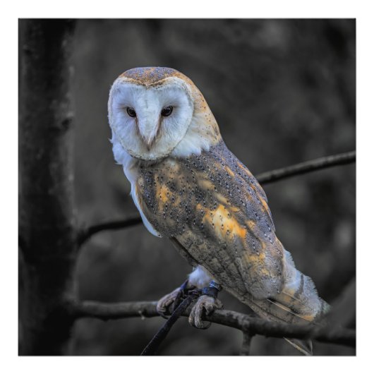 フクロウ：カラー選択撮影 フォトプリント            (正面)