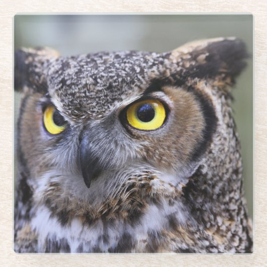 フクロウ ガラスコースター (正面)