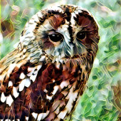 フクロウ キッチンタオル