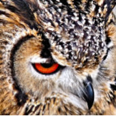 フクロウ キャンバスプリント