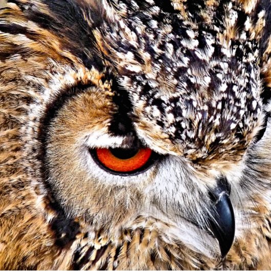 フクロウ クリップボード