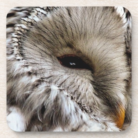 フクロウ コースター (正面)