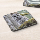 フクロウ·コースター コースター (左側)