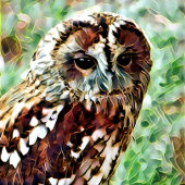 フクロウ ジグソーパズル