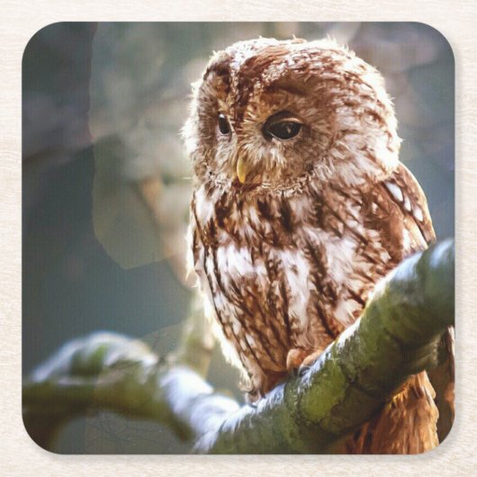 フクロウ スクエアペーパーコースター (正面)