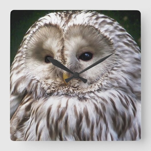 フクロウ スクエア壁時計 (正面)