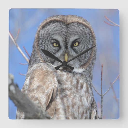 フクロウ スクエア壁時計 (正面)