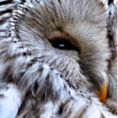 フクロウ スタンダードカクテルナプキン