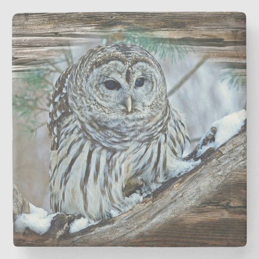 フクロウ ストーンコースター (正面)