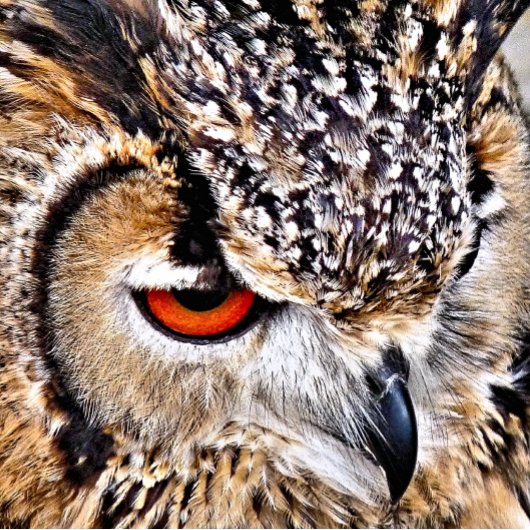 フクロウ トートバッグ