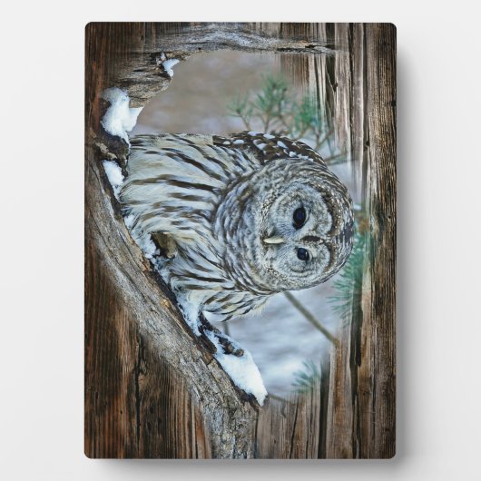 フクロウ フォトプラーク (正面)