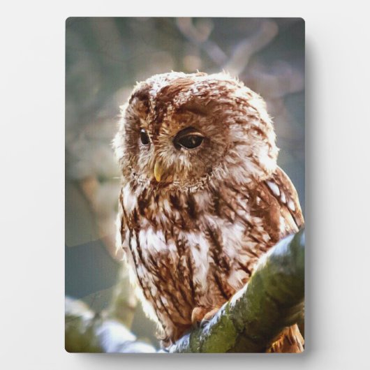 フクロウ フォトプラーク (正面)