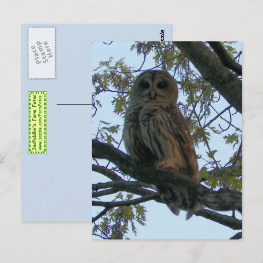 フクロウ（フクロウ） ポストカード (正面/裏面)