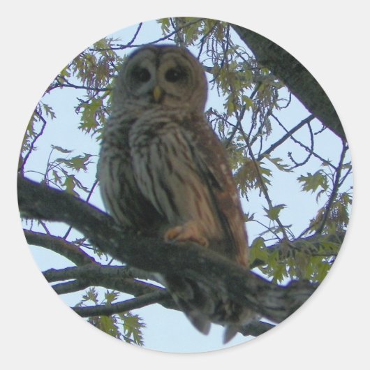フクロウ(フクロウ)丸いシール ラウンドシール (正面)