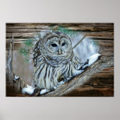 フクロウ ポスター (正面)