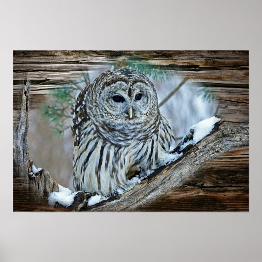 フクロウ ポスター (正面)