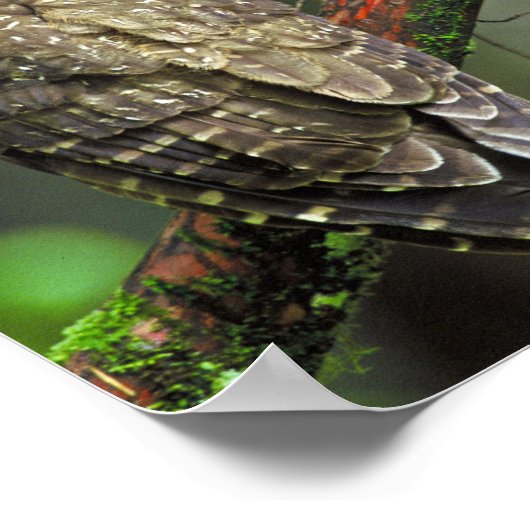 フクロウ ポスター (角)