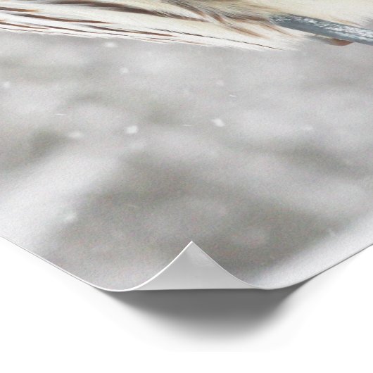 フクロウ – ポスター (角)