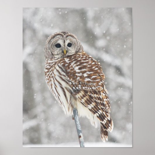 フクロウ – ポスター (正面)