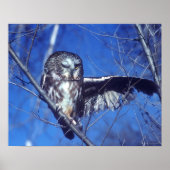 フクロウ ポスター (正面)