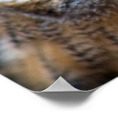 フクロウ ポスター (角)