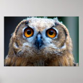 フクロウ ポスター (正面)