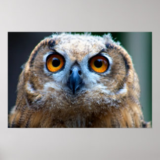 フクロウ ポスター