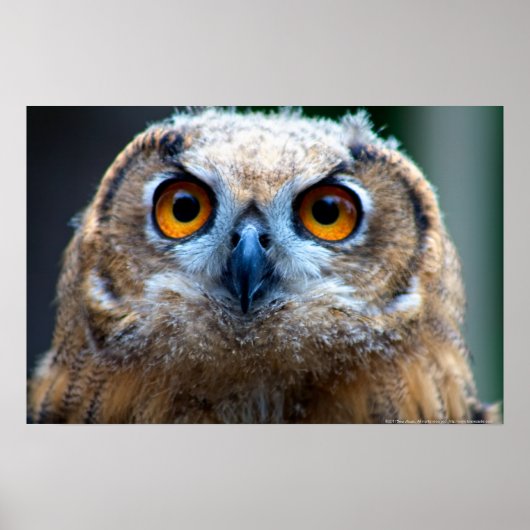 フクロウ ポスター (正面)