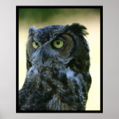 フクロウ ポスター (正面)