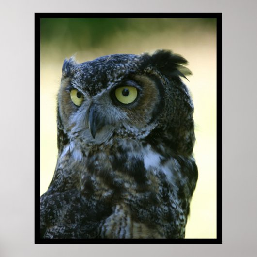 フクロウ ポスター (正面)