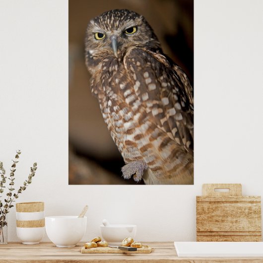 フクロウ ポスター (キッチン)