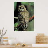 フクロウ ポスター (キッチン)