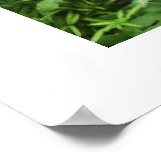 フクロウ ポスター (角)