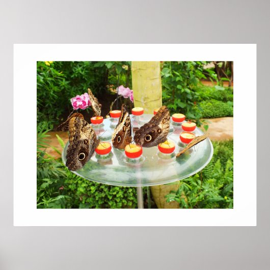 フクロウ ポスター (正面)