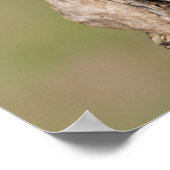 フクロウ ポスター (角)