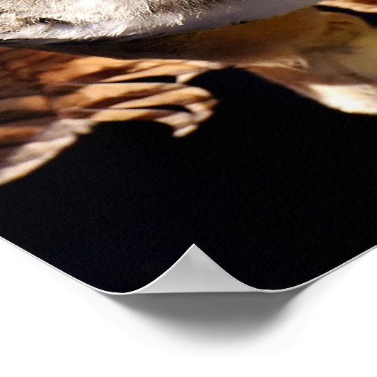 フクロウ ポスター (角)