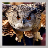 フクロウ ポスター (正面)