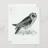 フクロウ ポストカード (正面/裏面)