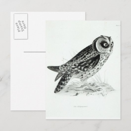 フクロウ ポストカード (正面/裏面)